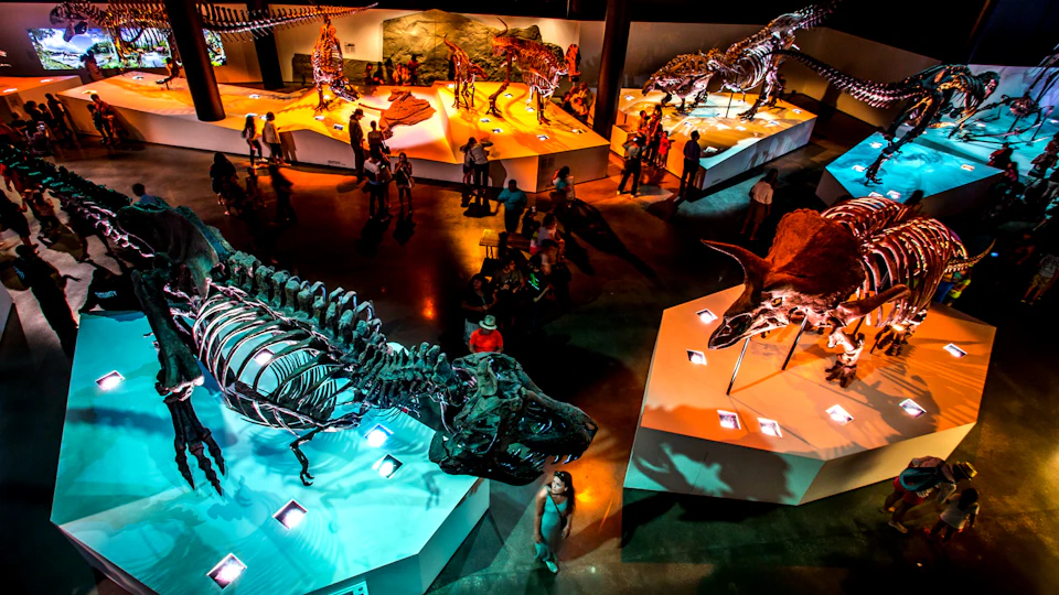 Museum exhibit featuring dinosaur skeletons with several people observing the displays on illuminated platforms.