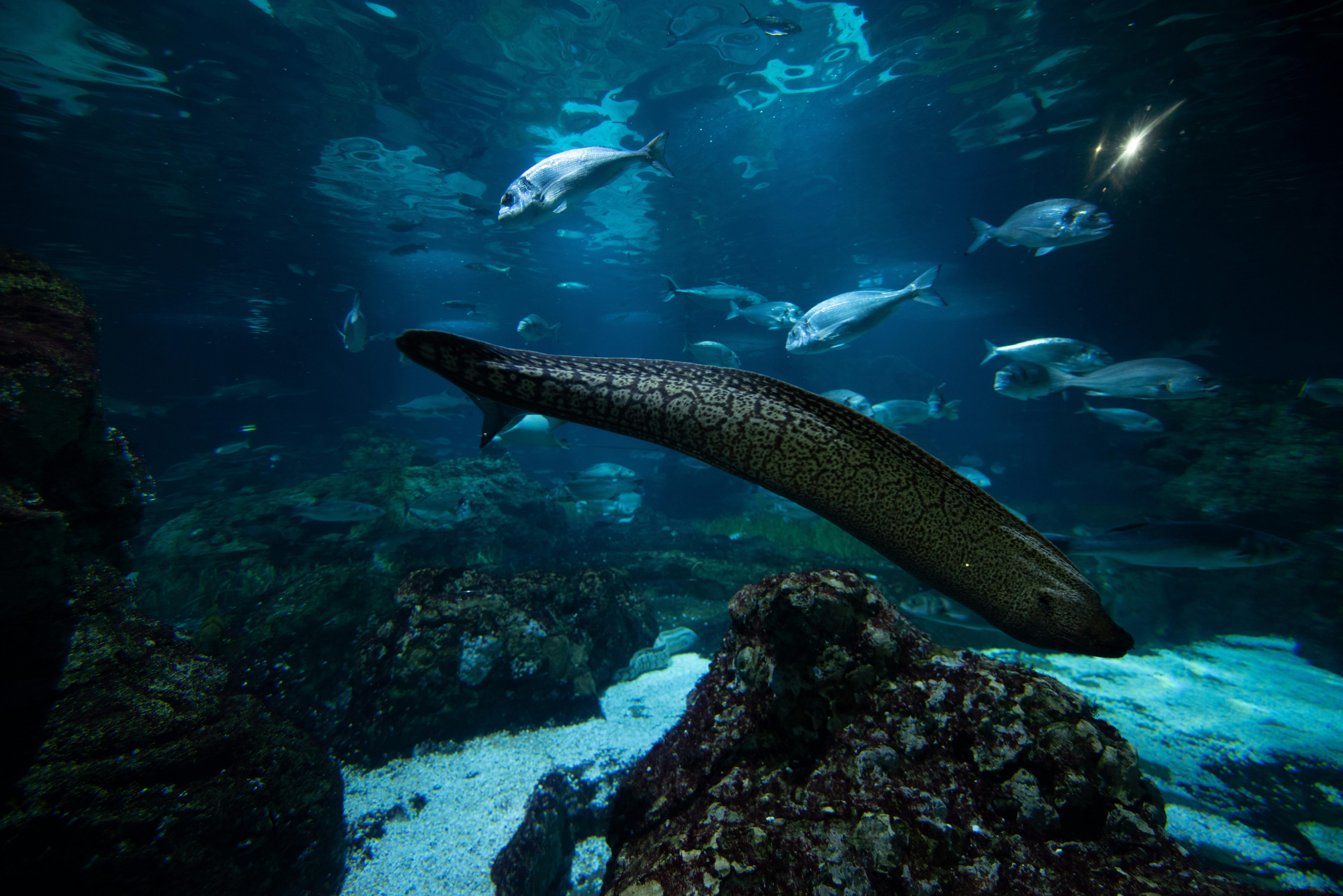 Podwodna scena z różnymi rybami i węgorzem pływającym w pobliżu skalistego terenu i formacji koralowych.