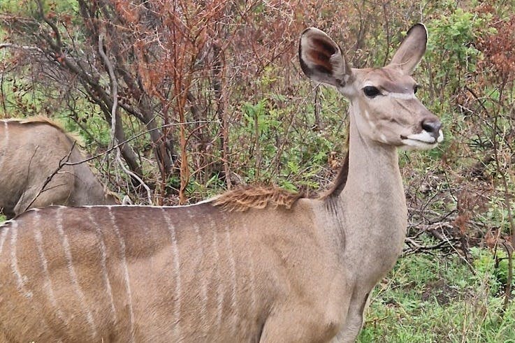 kudu