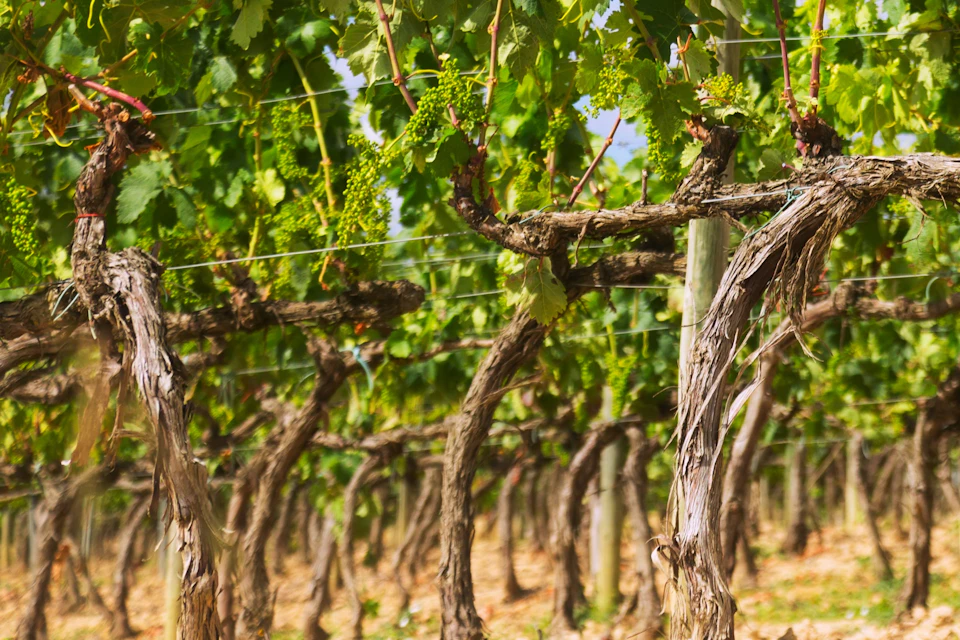 Wine