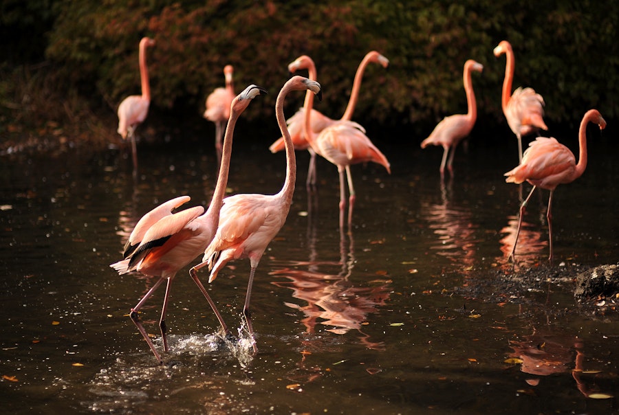 Bronx Zoo Tickets Hellotickets