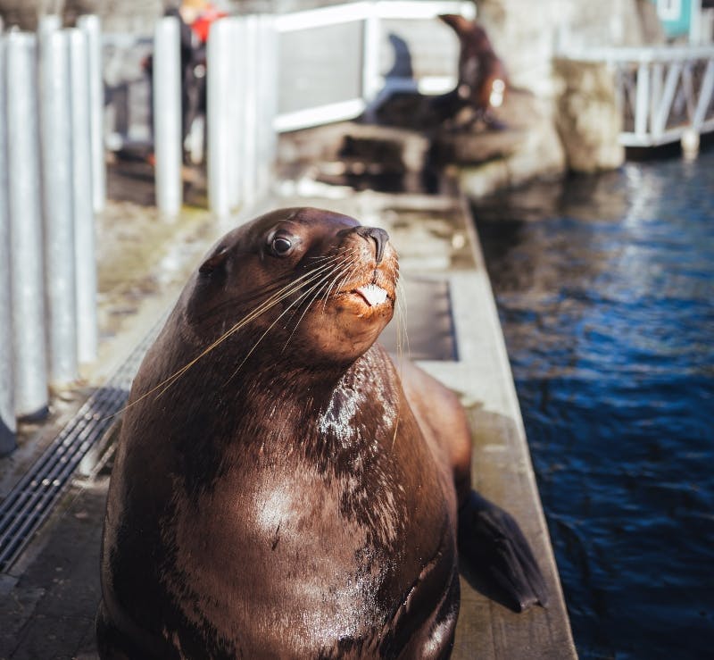 Vancouver Aquarium: Entry Ticket | I Need Tours