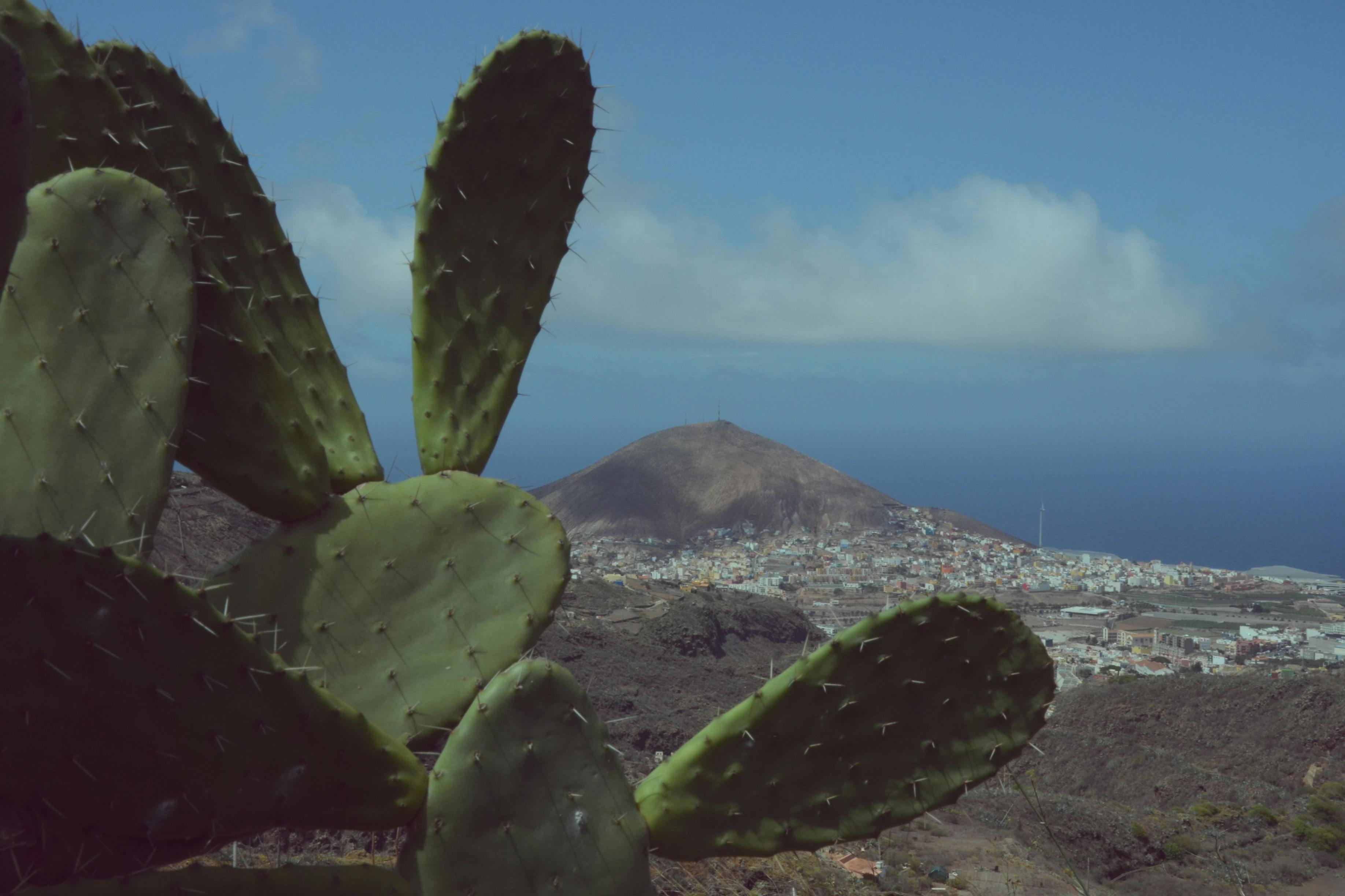 仙人掌的特写镜头，背景是蓝天下的城市、山脉和海洋。