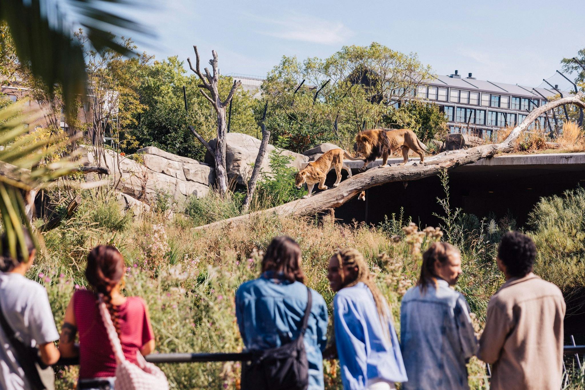 Two lions walking on a log in an outdoor habitat at a zoo, with four people observing them from a distance.