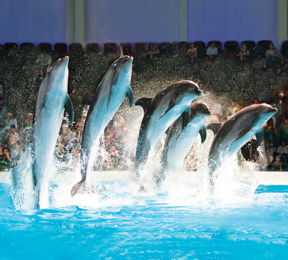 Six dolphins performing synchronized jumps out of a pool, with a background of a seated audience.