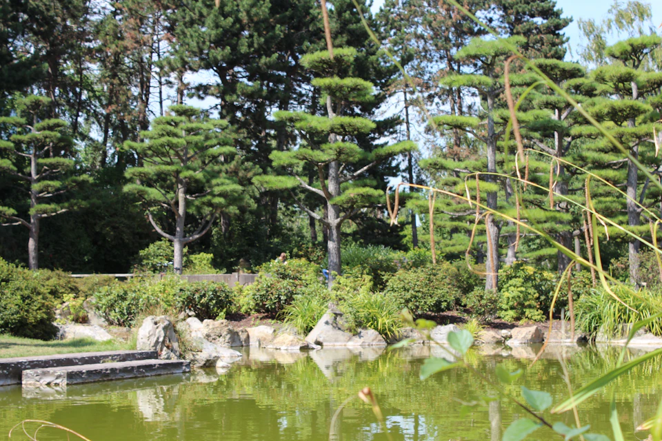Japanese garden