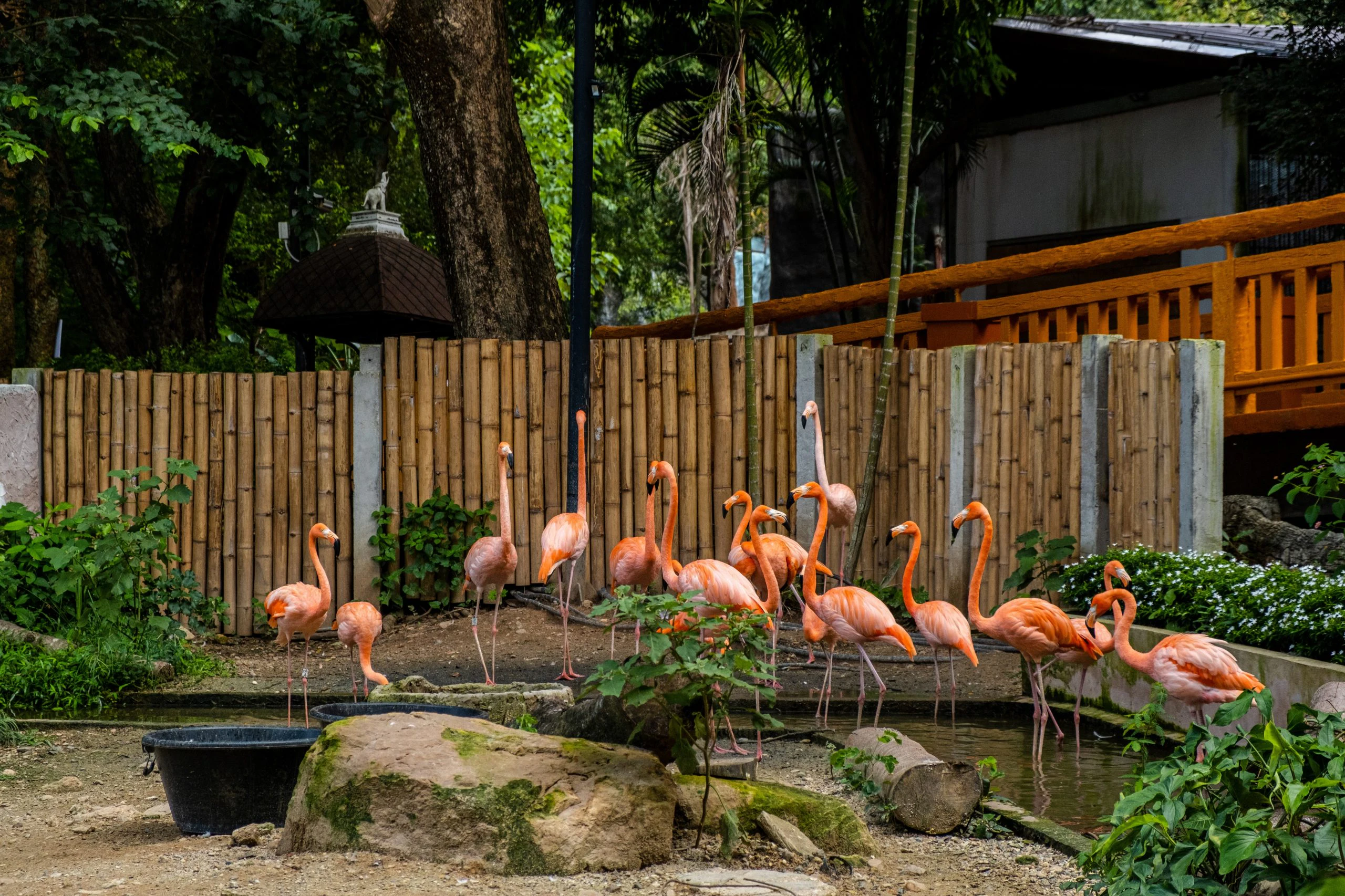 Chiang Mai Night Safari Park: Night Safari + Safari Tram (Free Cancellation Non-Thai)