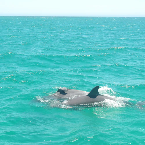Shoalwater Islands Marine Park: Guided Sightseeing Cruise + Lunch - Photo 7