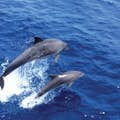 Croisière d'observation des dauphins à Majorque