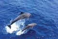 Cruzeiro de observação de golfinhos em Maiorca