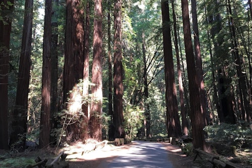 From San Francisco: Half-Day Muir Woods Tour