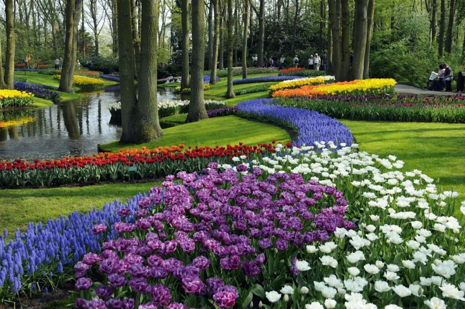 Foto von Tulpen in einem Garten