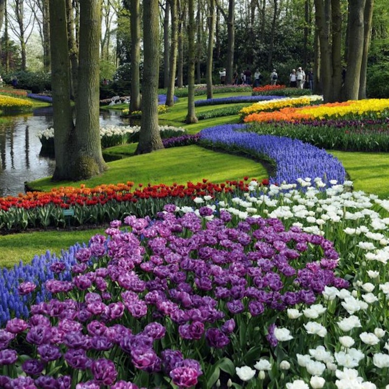 Keukenhof top van gogh