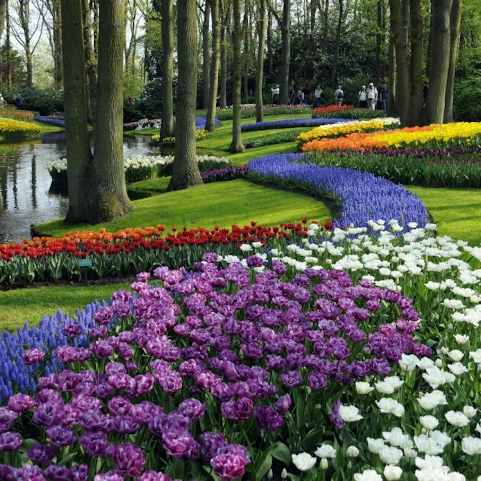 Photo of Tulips in a Garden