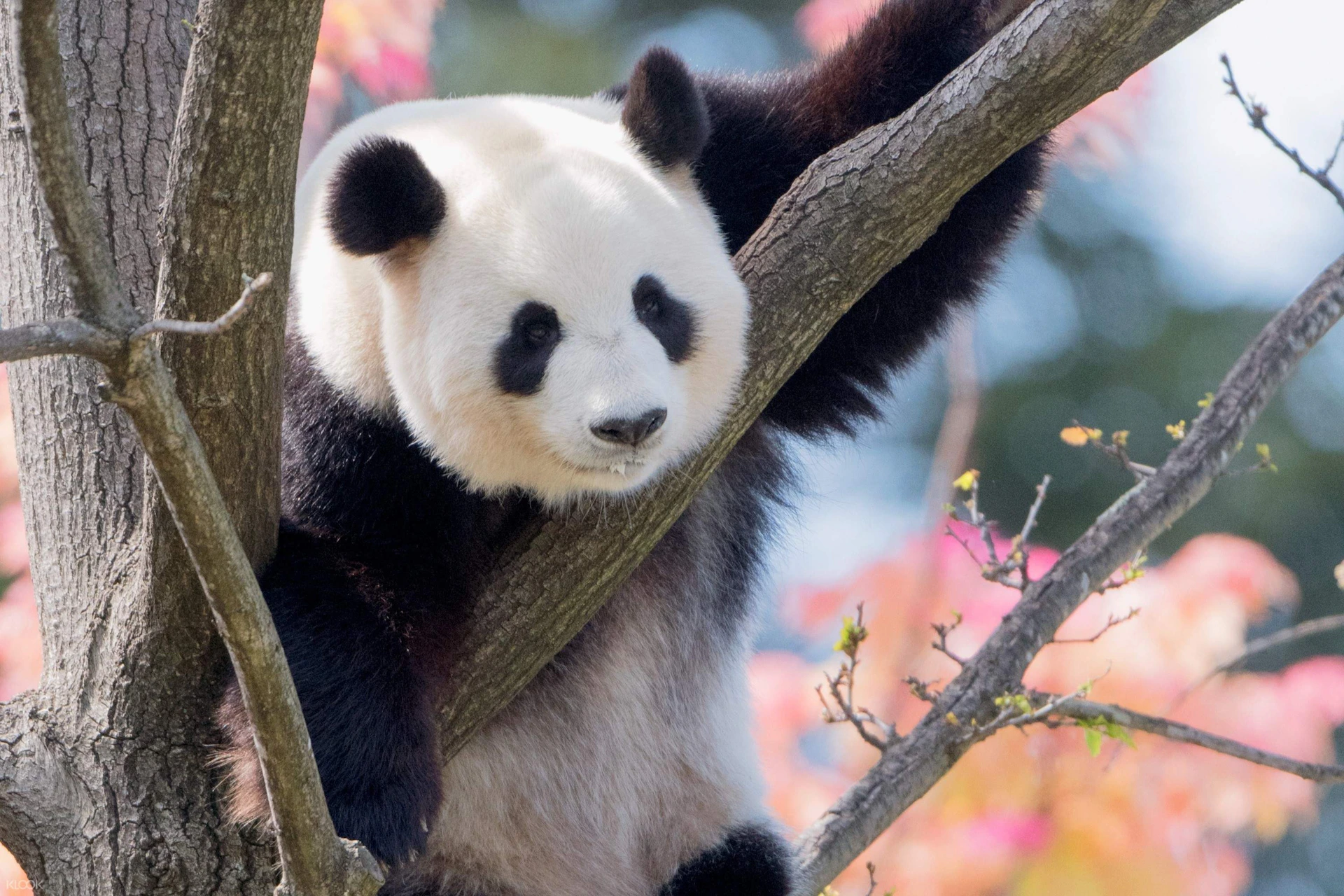 A panda sitting in a tree with pink blossoms and blue sky in the background.