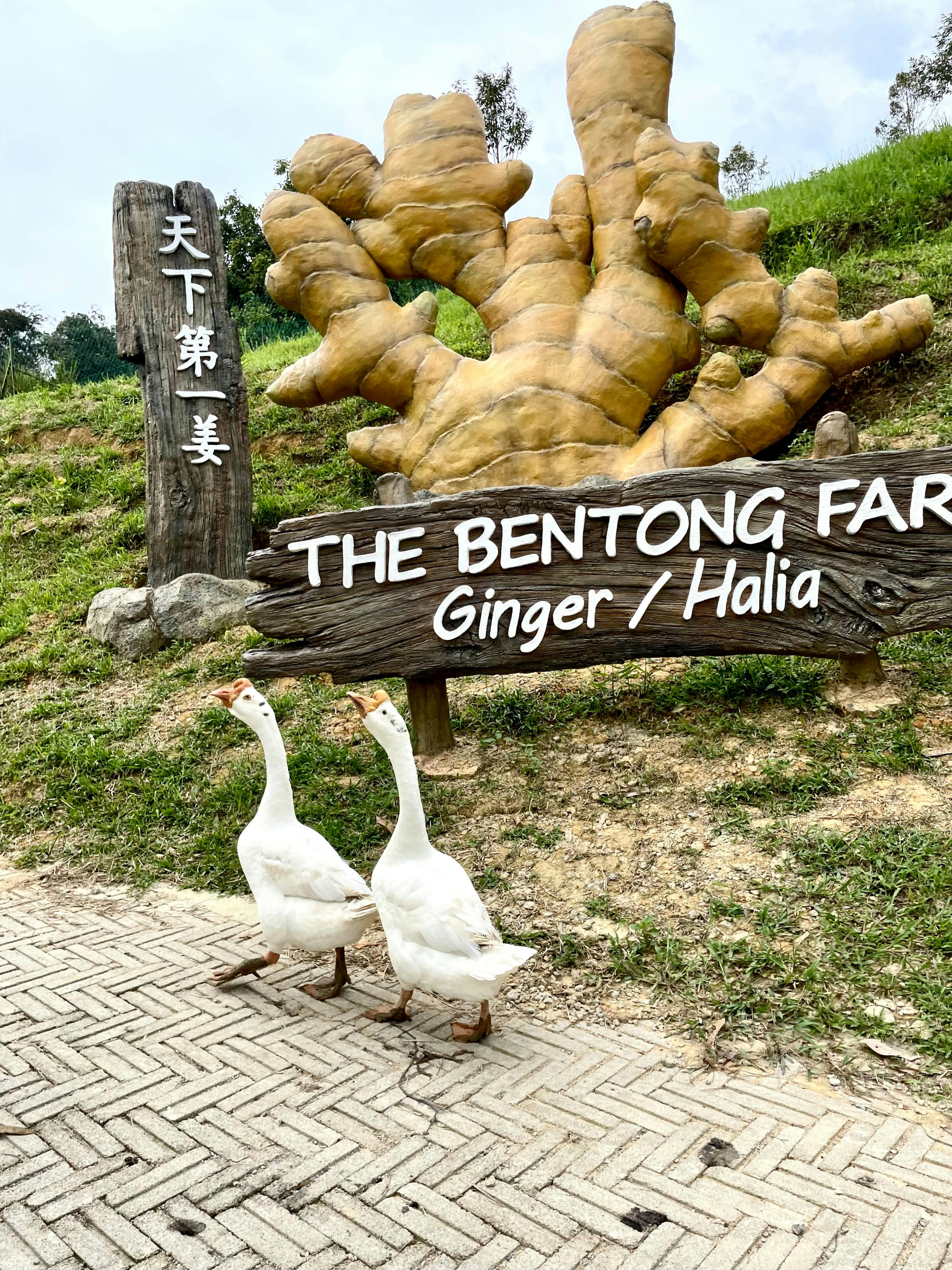 Two white geese stand near a wooden sign reading "The Bentong Farm - Ginger / Halia" with a large ginger sculpture behind.