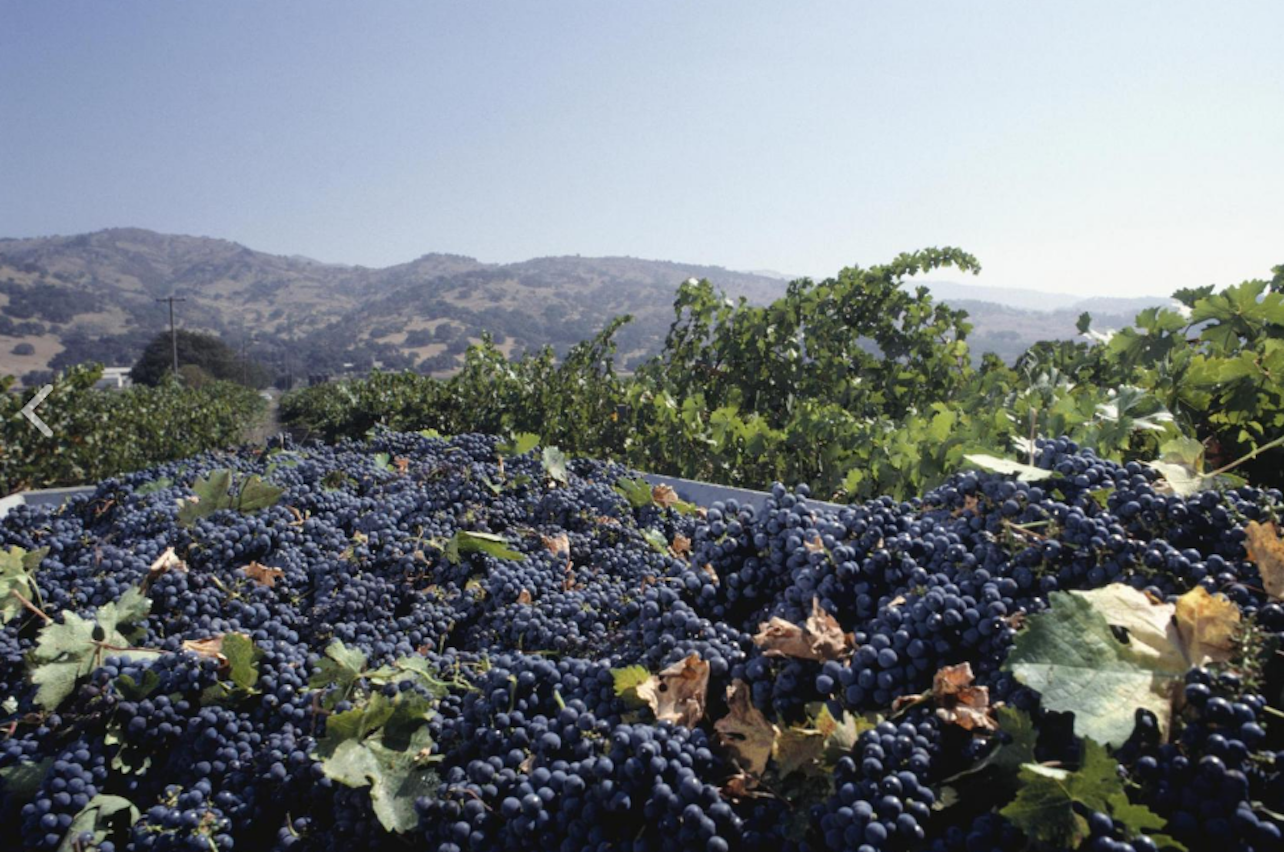Napa & Sonoma Valley: Full Day Wine Tour from San Francisco - Accommodations in San Francisco