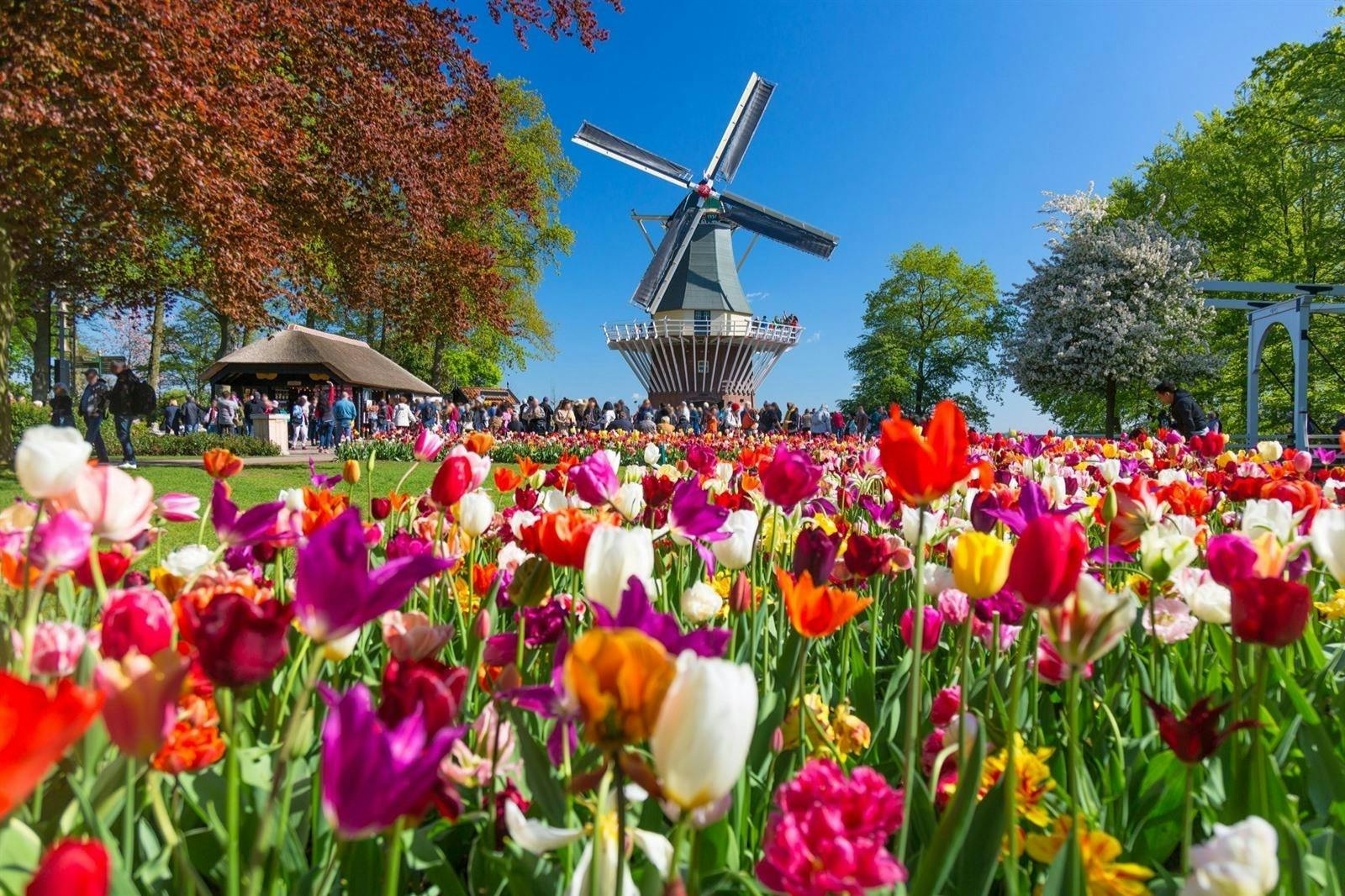 A colorful field of tulips with a traditional windmill in the background, surrounded by trees and people enjoying the scene.