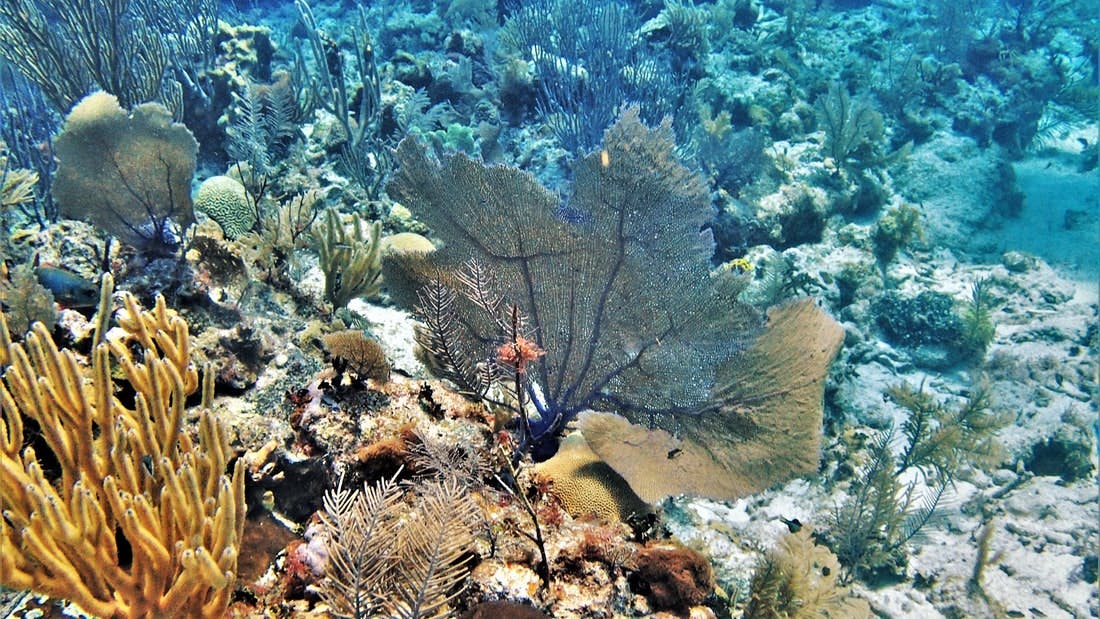 Underwater scene featuring various types of coral, including large fan coral, amidst rocks and marine vegetation.