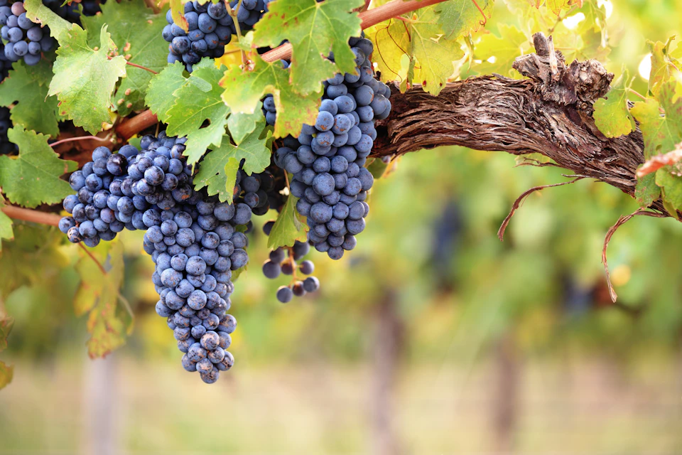 A close-up of ripe purple grapes hanging from a vine, surrounded by green leaves in a vineyard.