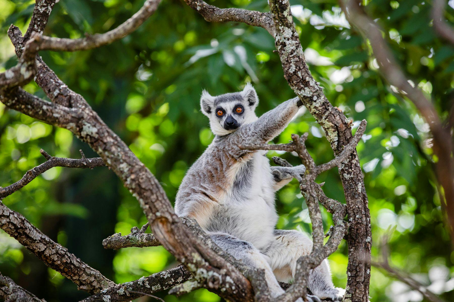 Lemur sedící na větvích stromů obklopený zeleným listím se jasně oranžovýma očima dívá přímo na diváka.