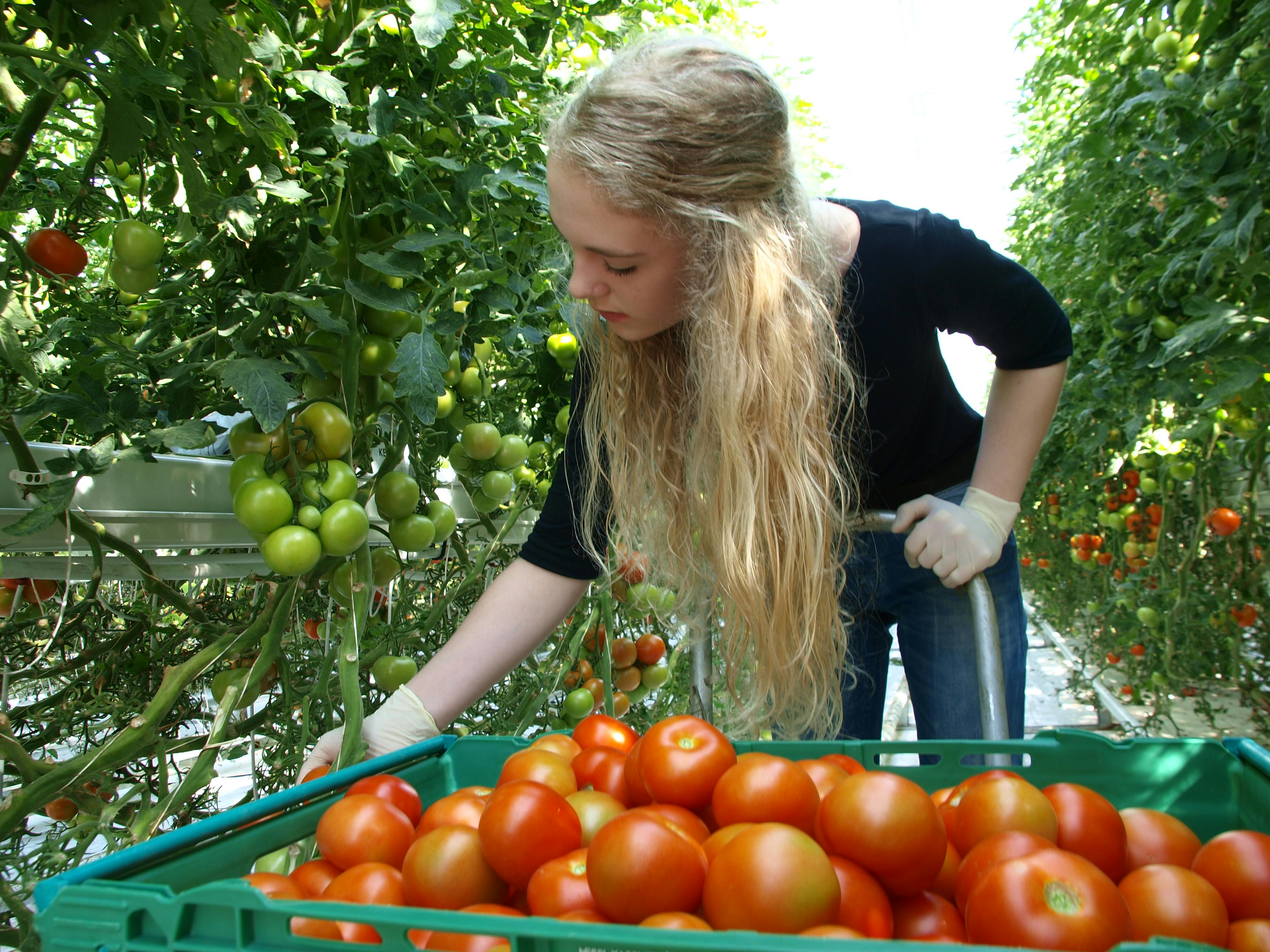 Blonde woman picking tomatoes in a greenhouse, with green plants and a crate of ripe tomatoes in the foreground.