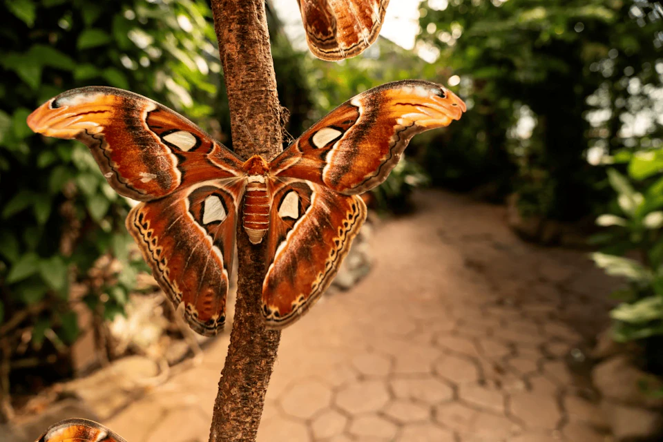 A large, colorful moth resting on a tree branch in a garden setting, with blurred foliage and a pathway in the background.