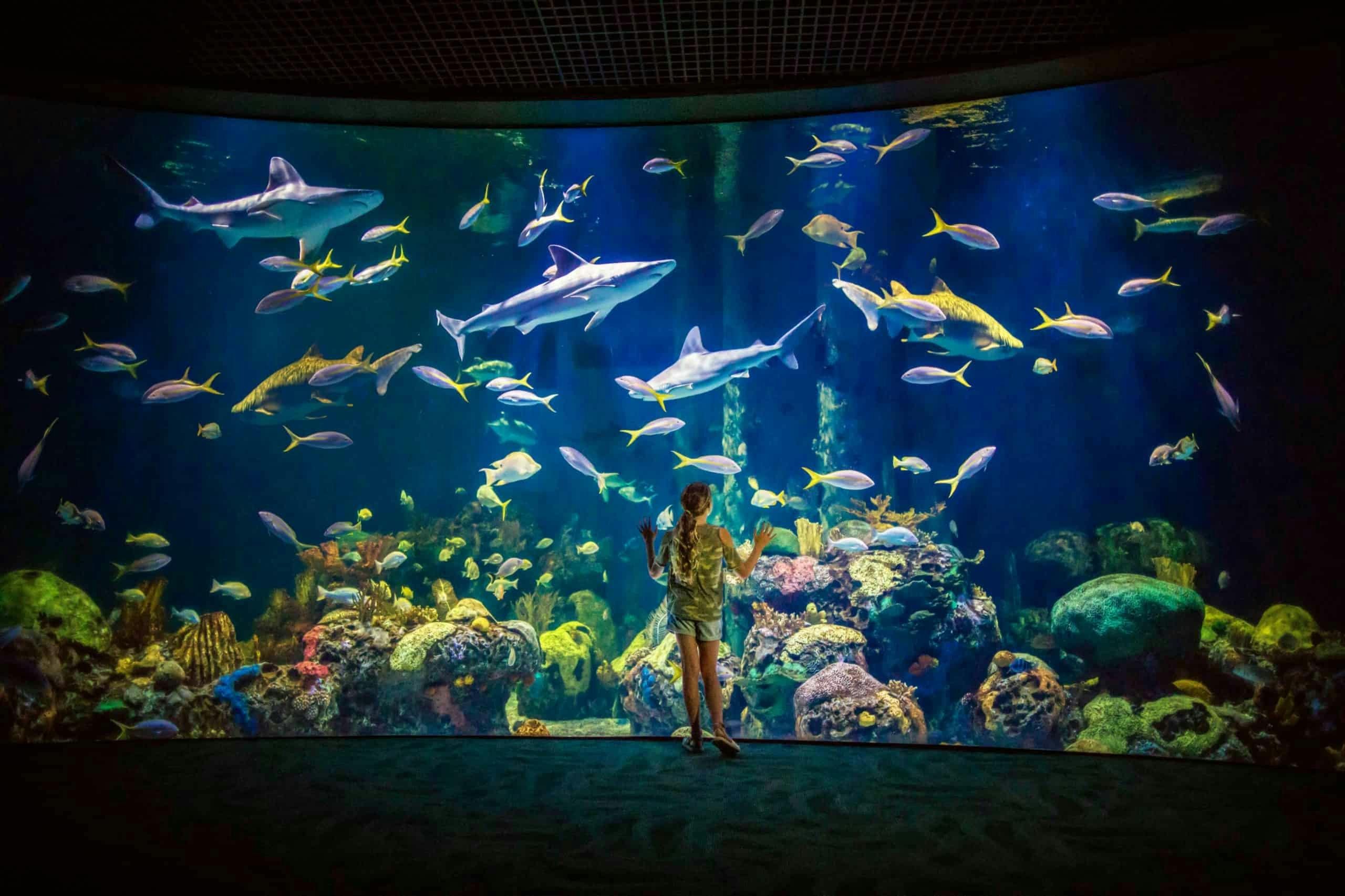 Wonders of Wildlife National Museum & Aquarium: Entry Ticket 5