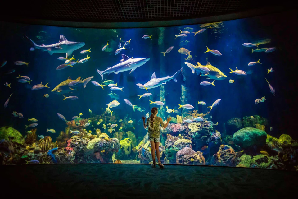 A child stands in front of a large aquarium filled with sharks, fish, and coral, admiring the underwater scene.