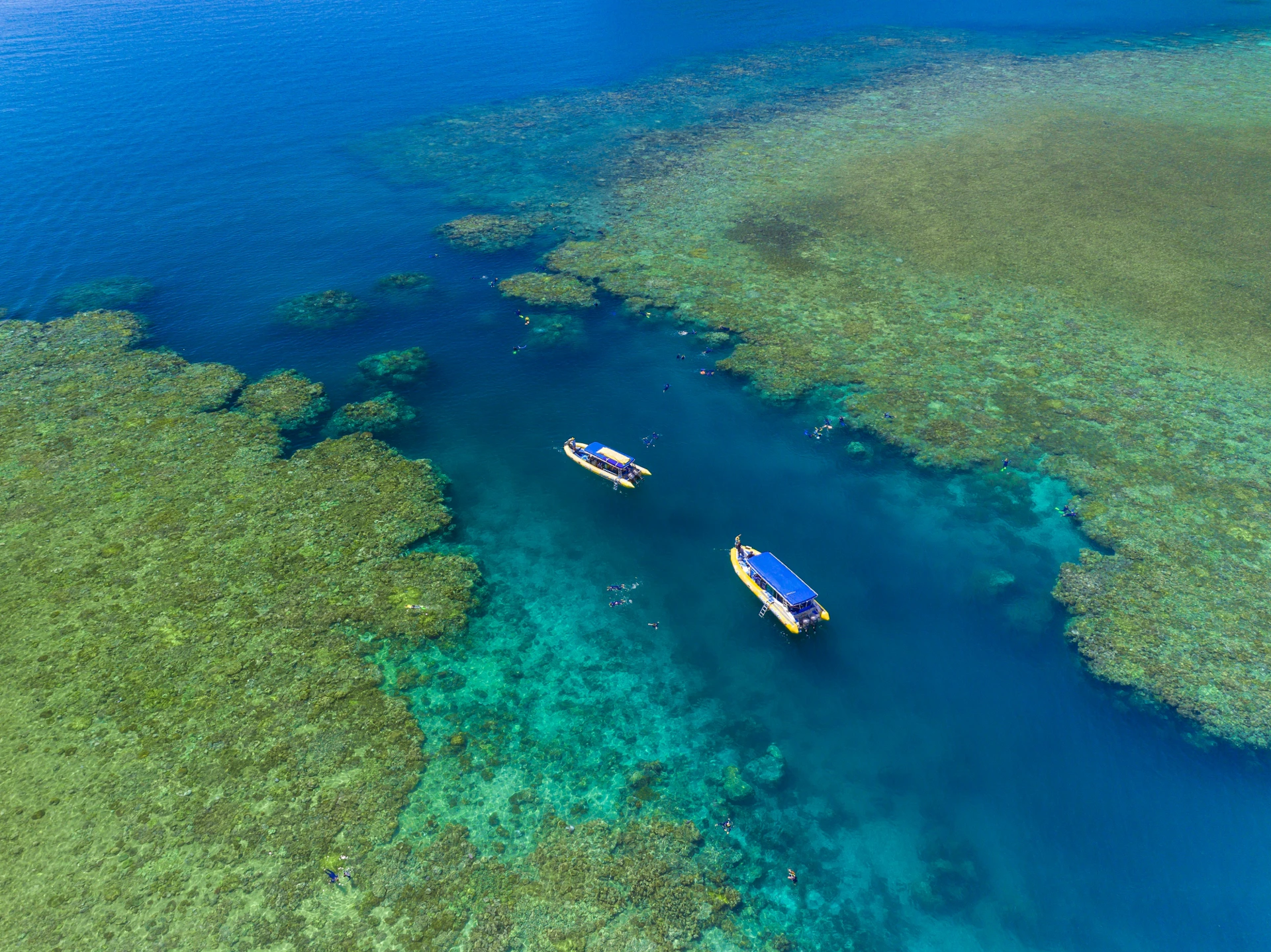 Amazing Reef