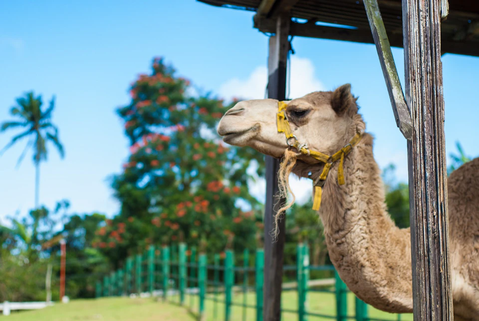 Paradizoo Tagaytay: Admission Ticket