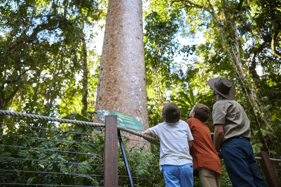 Skyrail Rainforest Cableway & Kuranda Scenic Railway: Skyrail Up + Skyrail Down