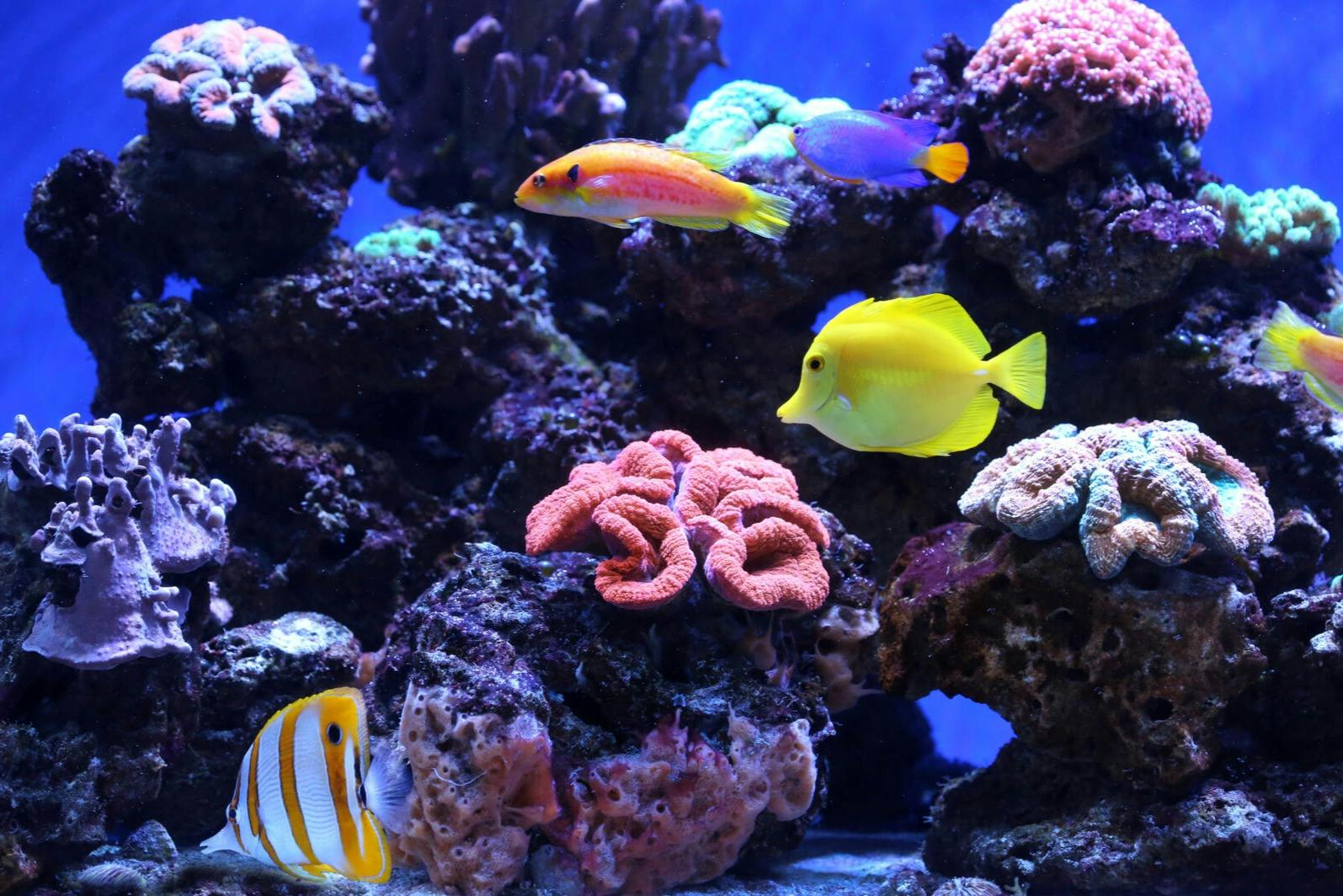 Una vibrant escena d'aquari amb peixos de colors nedant entre coralls i roques sota llum blava.