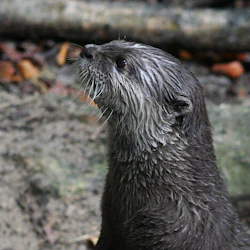 SEA LIFE Oberhausen: Entry Ticket 5
