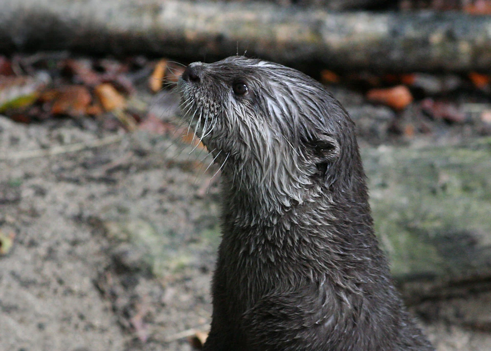 A wet otter with brown fur is looking upward, standing on a rocky and leafy ground.