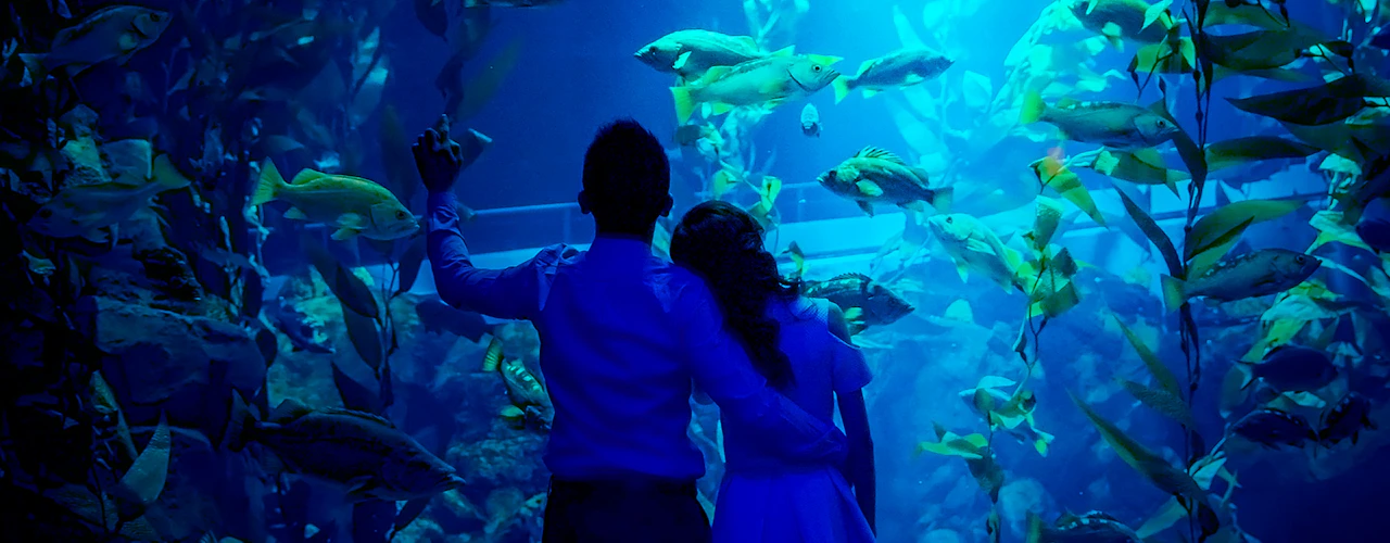 Ripley's Aquarium of Canada: Squali dopo il buio