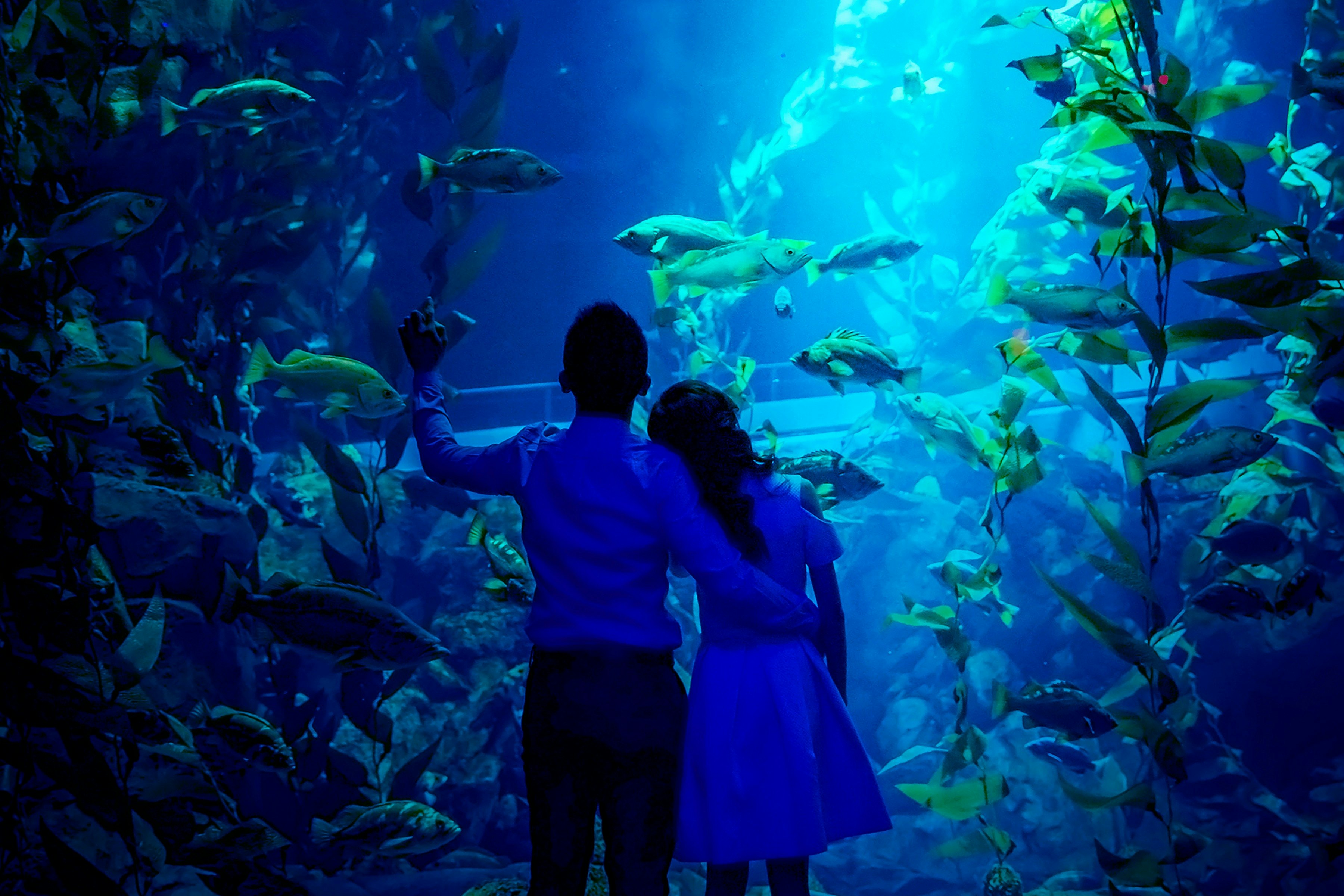 Ripley's Aquarium of Canada: Sharks After Dark (Tubarões depois do anoitecer)