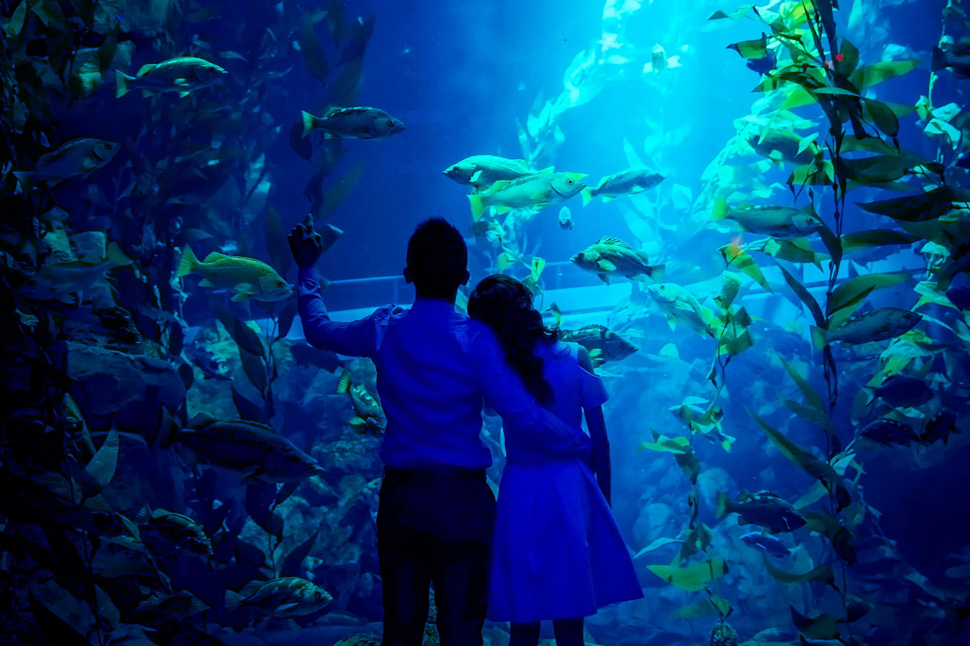 Ripley's Aquarium of Canada
