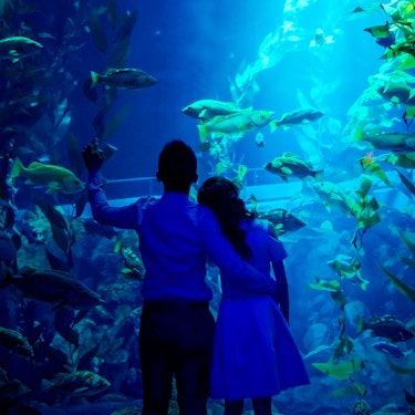 Tickets voor Sharks After Dark bij Ripley’s Aquarium of Canada, Toronto