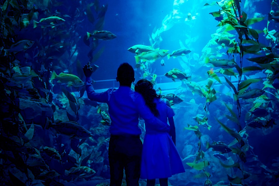 Bilety na Sharks After Dark w Ripley’s Aquarium of Canada, Toronto