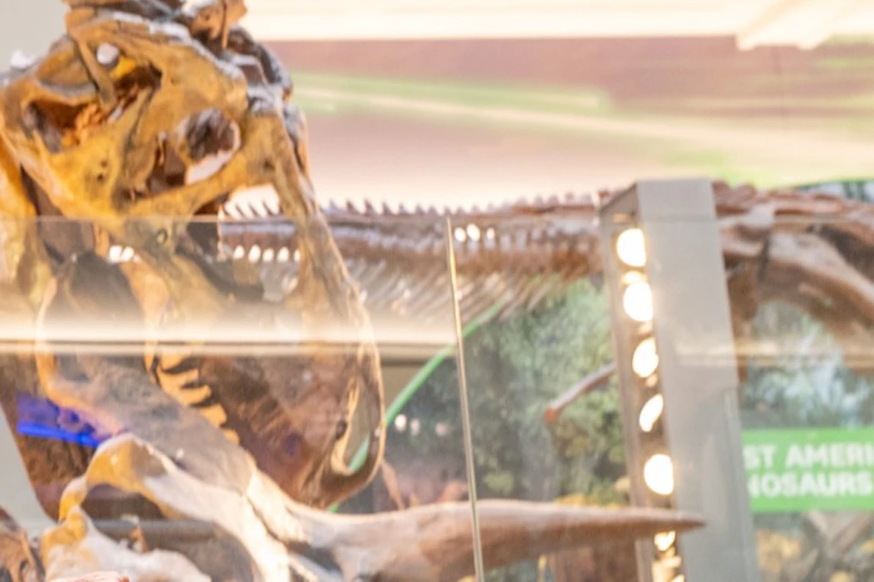 T-Rex encounter!