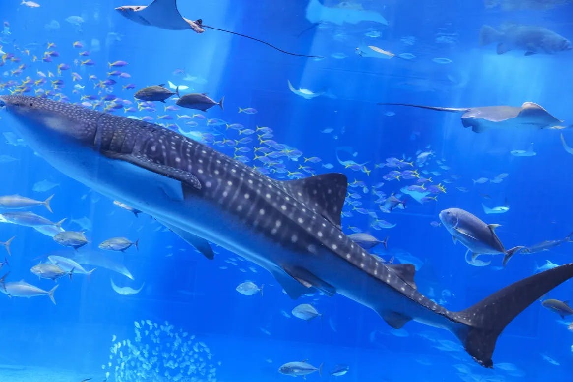 Okinawa Churaumi Aquarium: Entry Ticket - Photo 5
