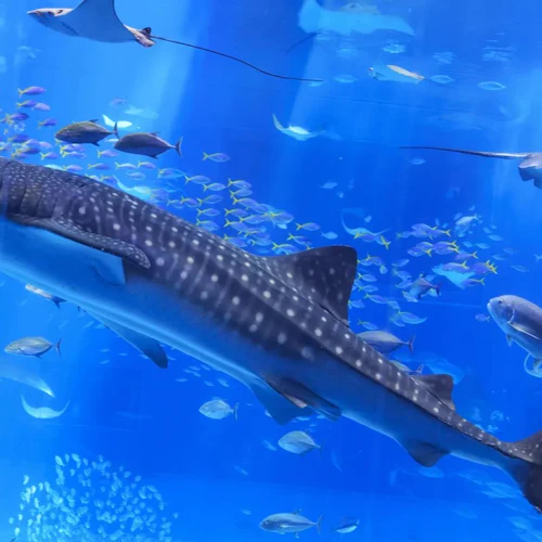 Okinawa Churaumi Aquarium: Entry Ticket - Photo 5