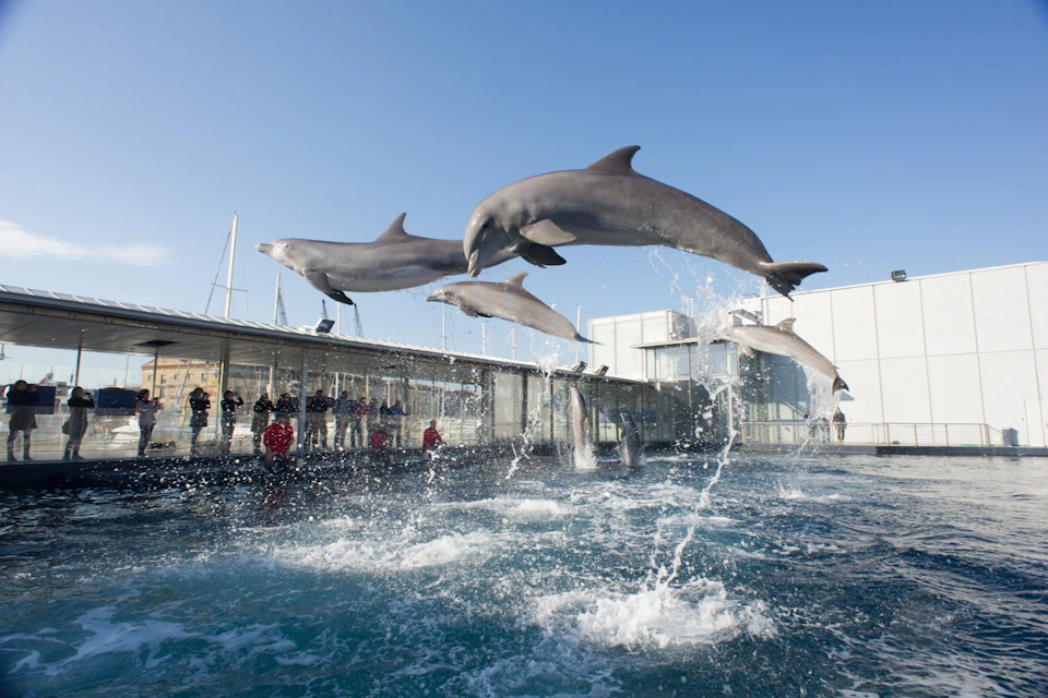 Cetacean Pavilion