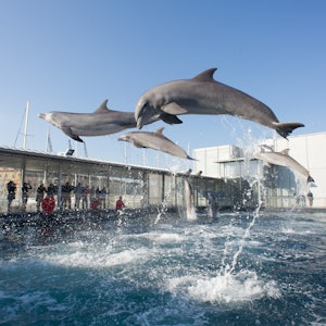 Padiglione dei cetacei