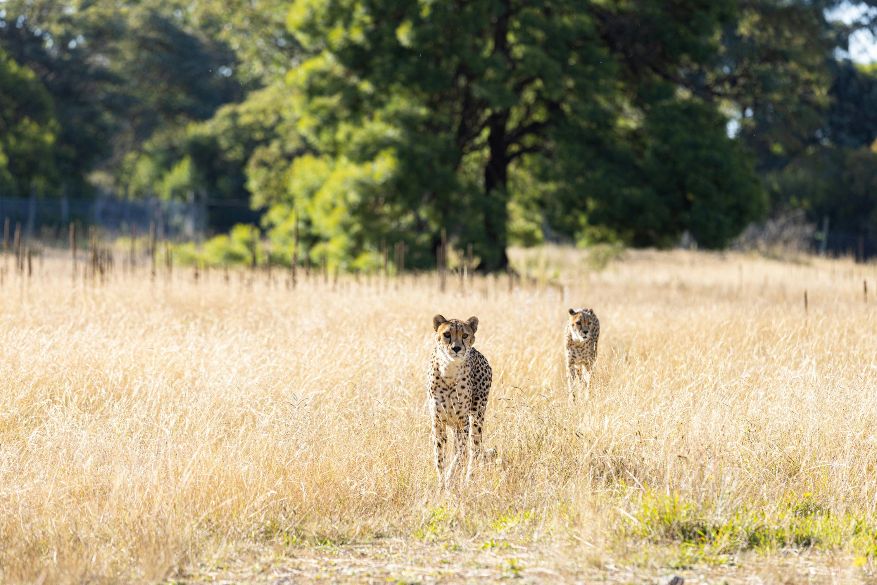 Two cheetahs walking through a grassy field with trees in the background under a clear sky.