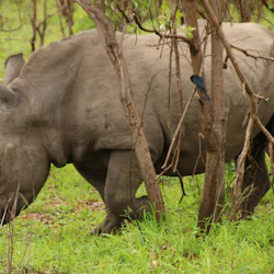 Kruger National Park