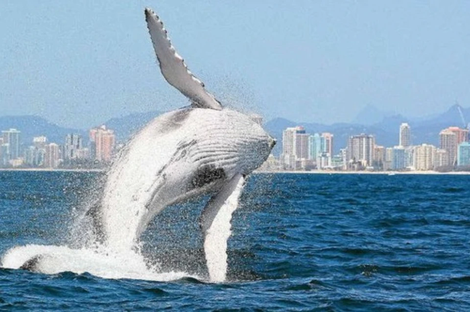 A whale breaches out of ocean water with a city skyline in the background on a clear day.