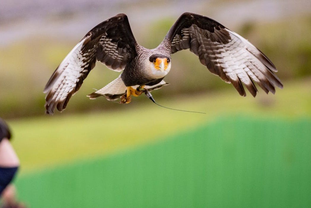 Ένα πουλί με τεντωμένα φτερά και ένα ράμφος ανοιχτό κατά την πτήση σε ένα θολό πράσινο και καφέ φόντο.