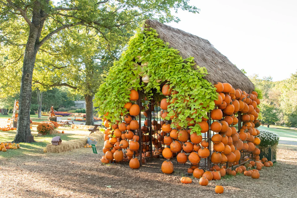 A hut made of pumpkins and green vines in a sunny outdoor setting with trees and hay bales around.